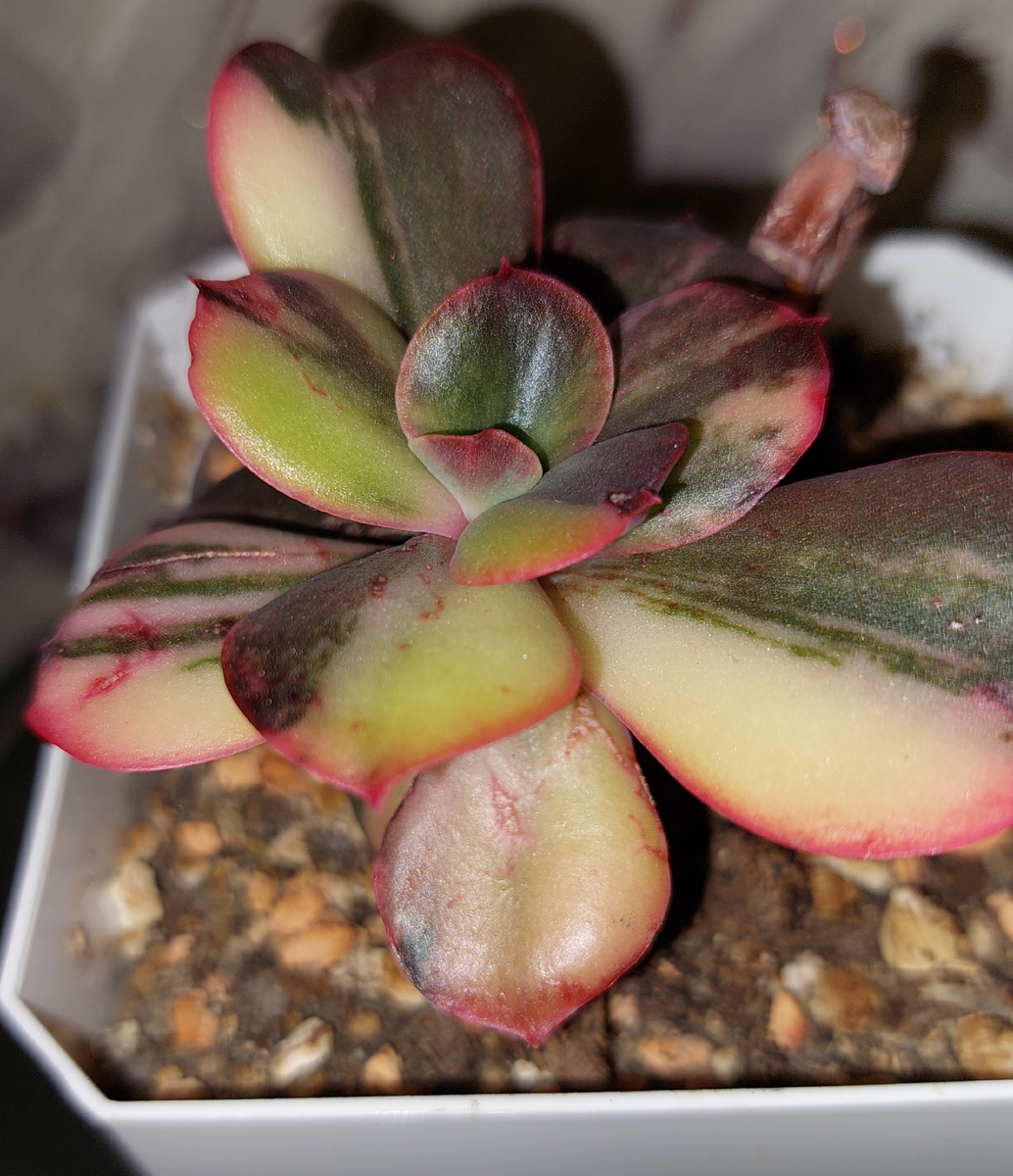 Вот эта детка.