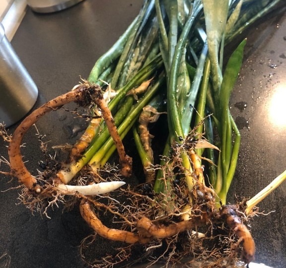 Невидимый фундамент жизни: Секреты корневой системы сансевиерии