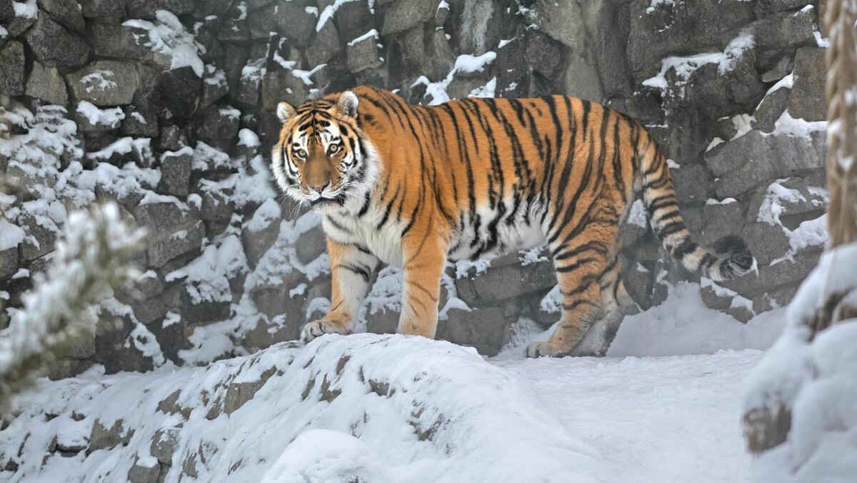    Фото: vk.com/spbzoopark