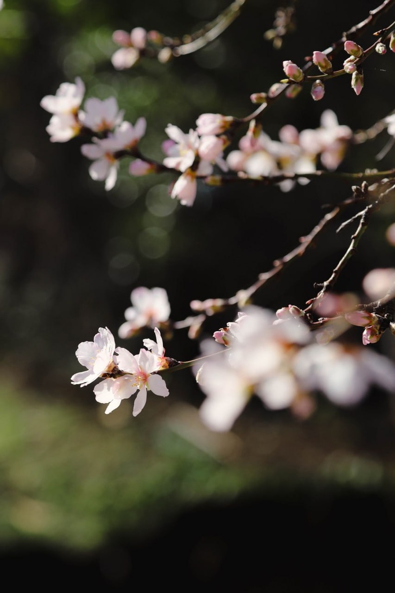 📷: National Botanical Garden of Georgia