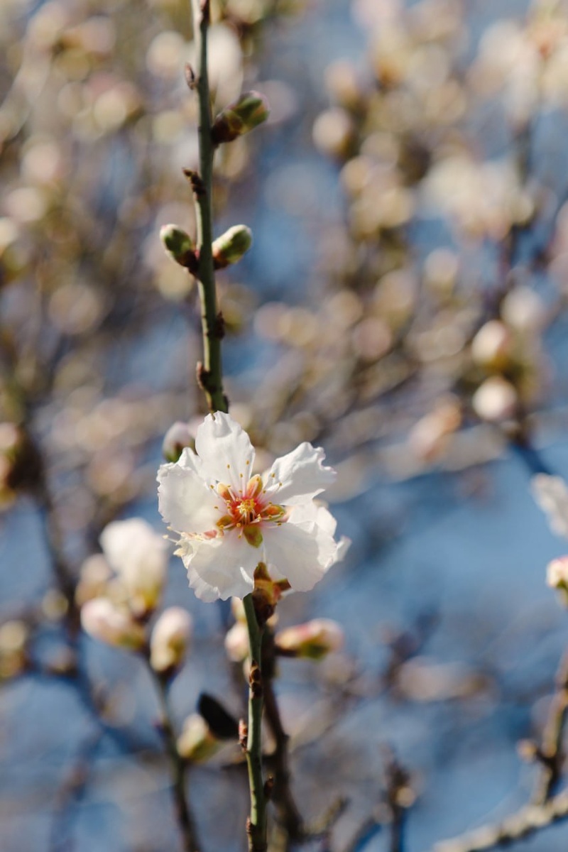 📷: National Botanical Garden of Georgia