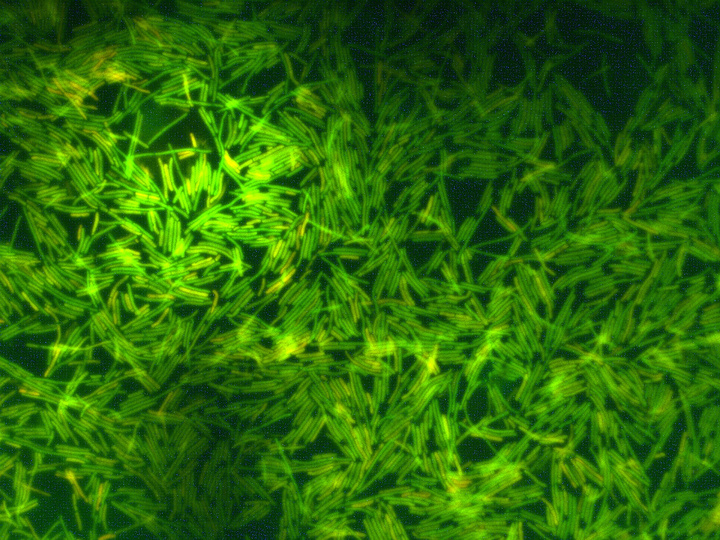 Колонии древней бактерии Хейндриксия коагуланс.