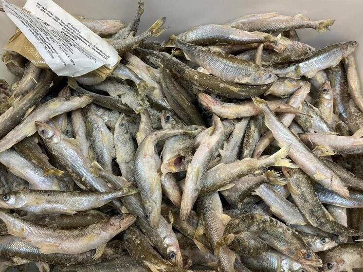     Фото Инги Шаршовой