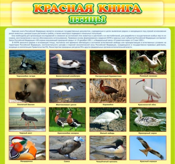 Птицы "Красной Книги", гнездящиеся на ФТ Сириус
