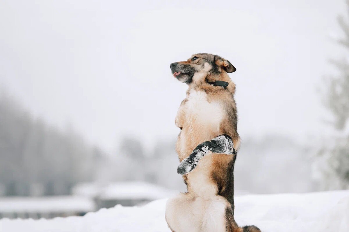 Лизок — жизнерадостная девочка