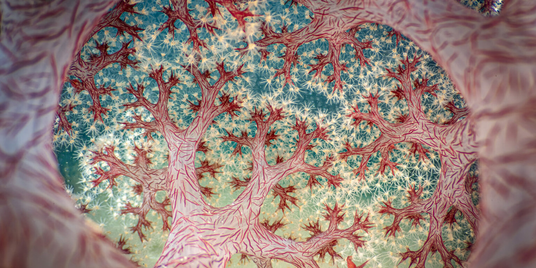 В конкурсе австралийской природы победил индонезийский коралл