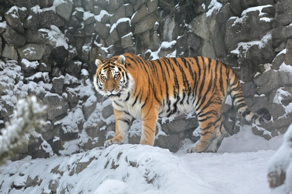    Амурский тигр Амадей из Ленинградского зоопарка. Фото: t.me/lenzoopark