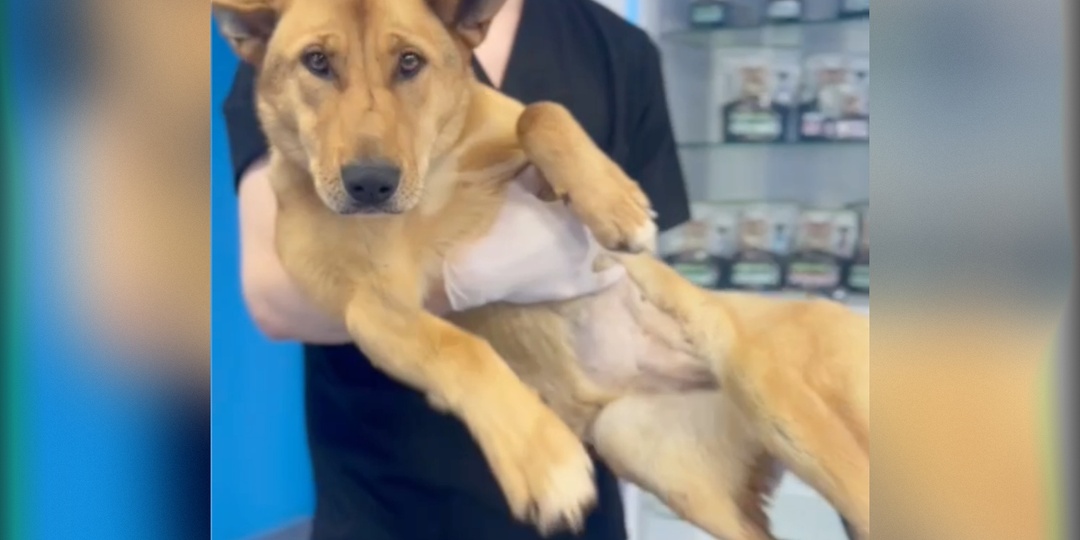 Тверские волонтеры рассказали о состоянии собаки с переломом позвоночника