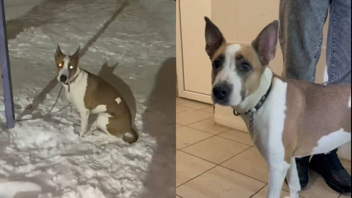    Фото: vk.ru/mun_priut_omsk