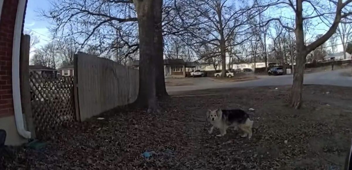 Фото: Louisville Metro Police Department 