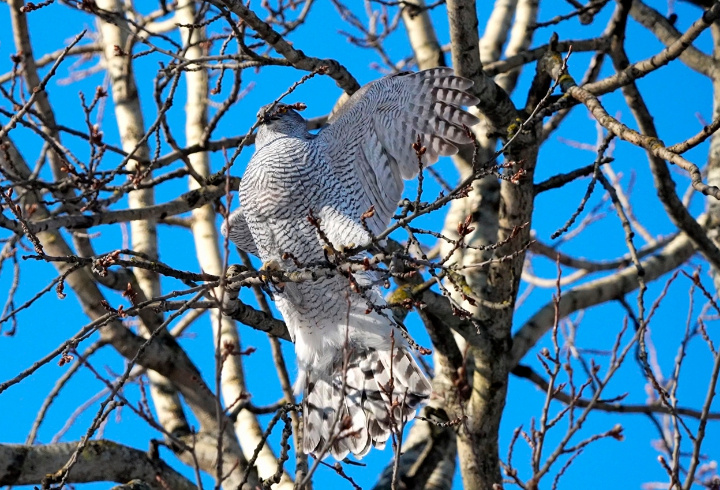 фото: Станислав Крутоверцев/ телеграм-канал "Каждой твари по паре"