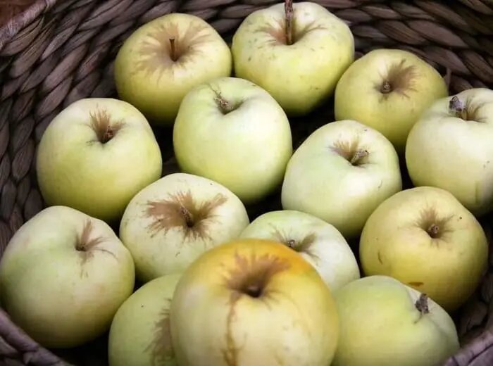 Антоновка - лучший сорт для мочения