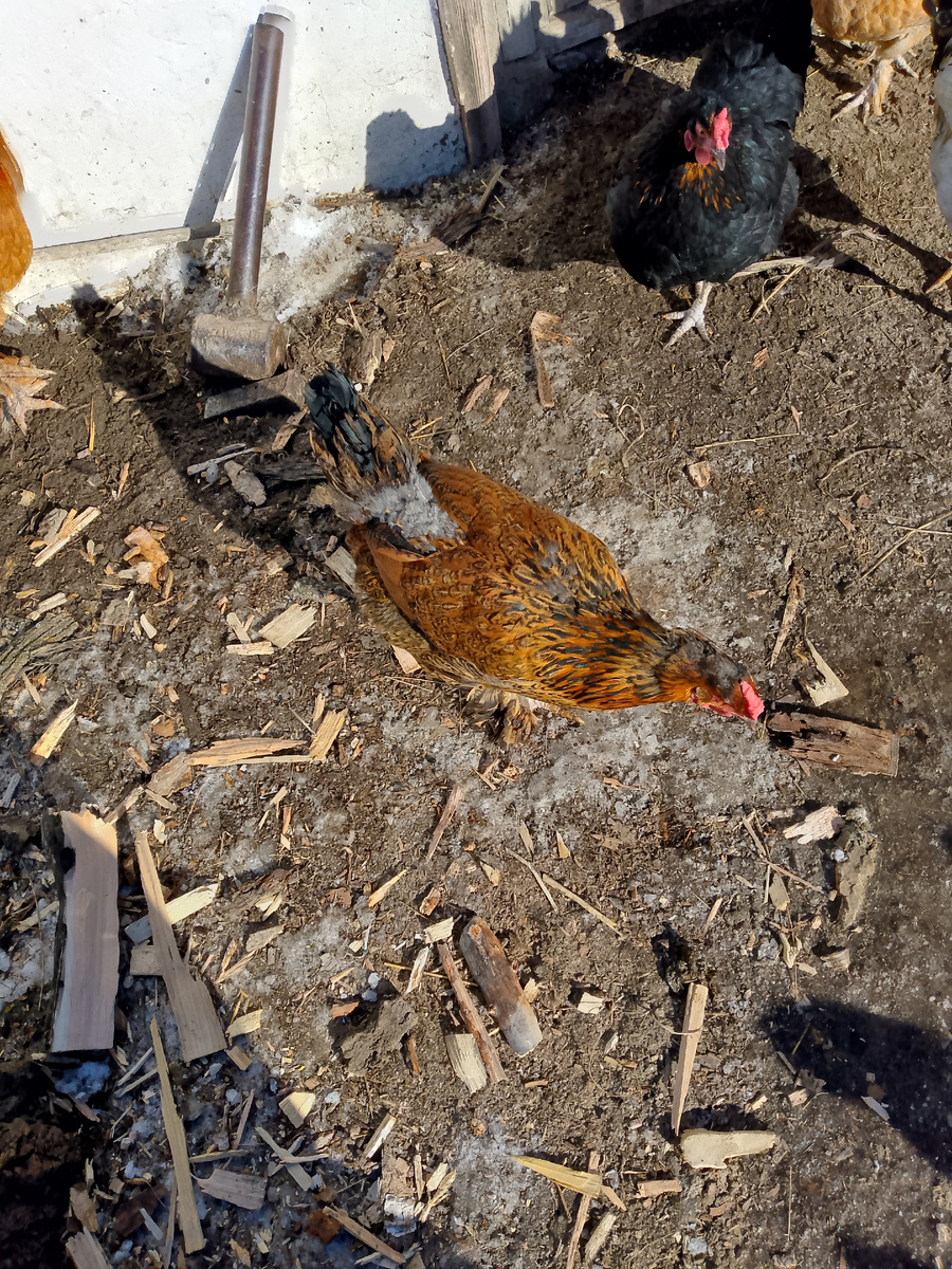 Возле хвоста перья уже съедены