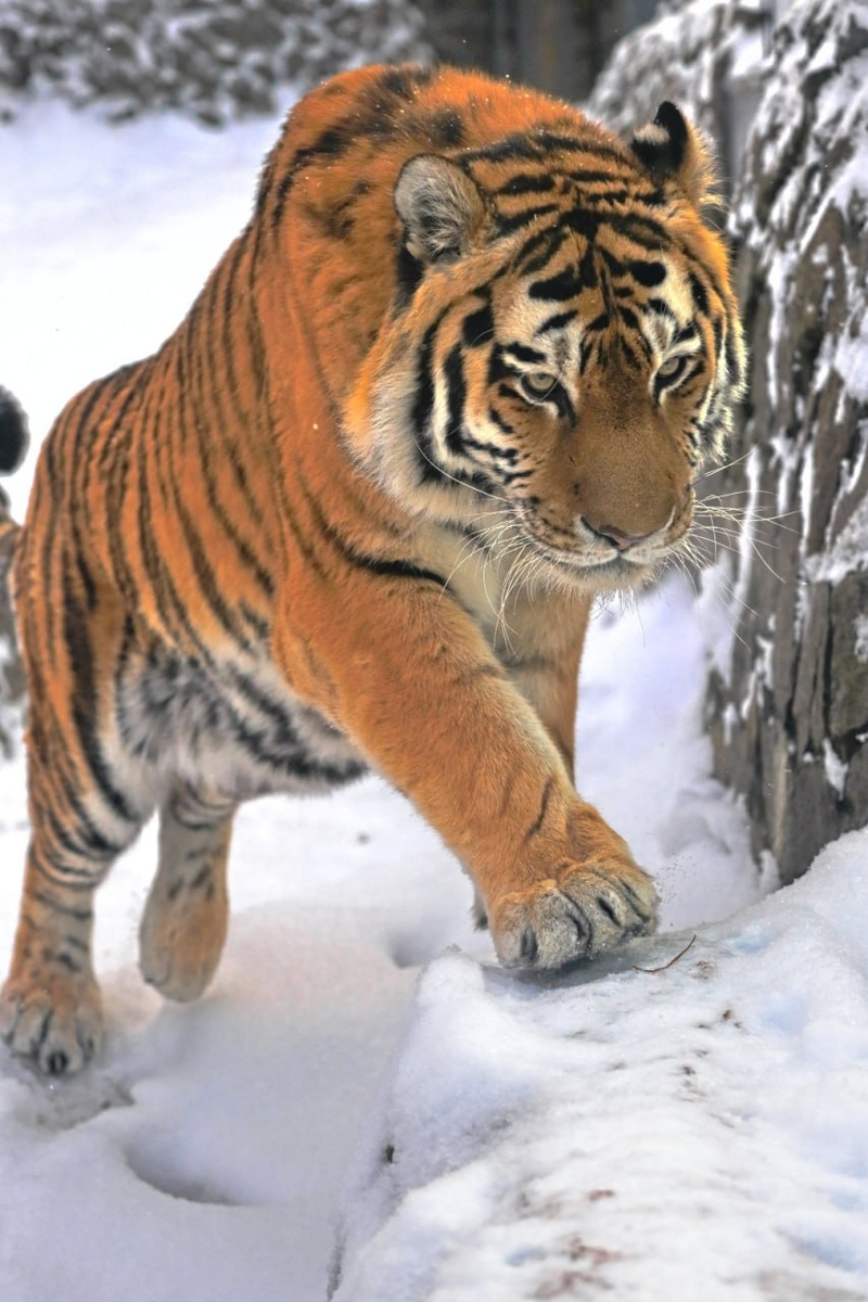    Фото: https://t.me/lenzoopark/4765