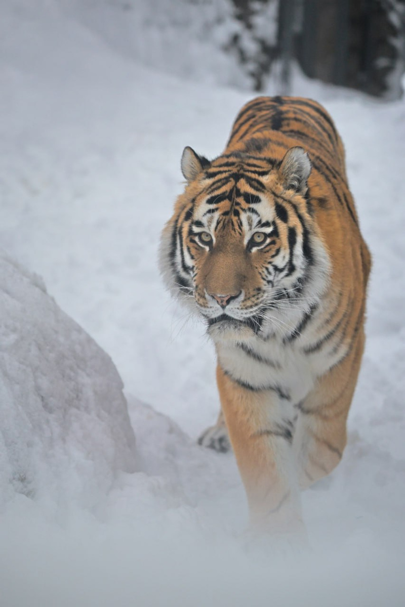    Фото: https://t.me/lenzoopark/4765