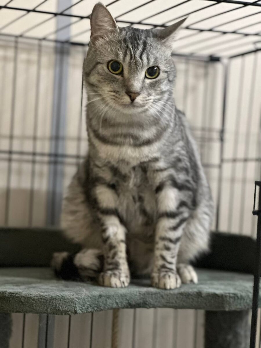 Я Филя. И я снова ищу дом. +7 916 875 2688 Алёна, +7 967 139 6541 Мария 