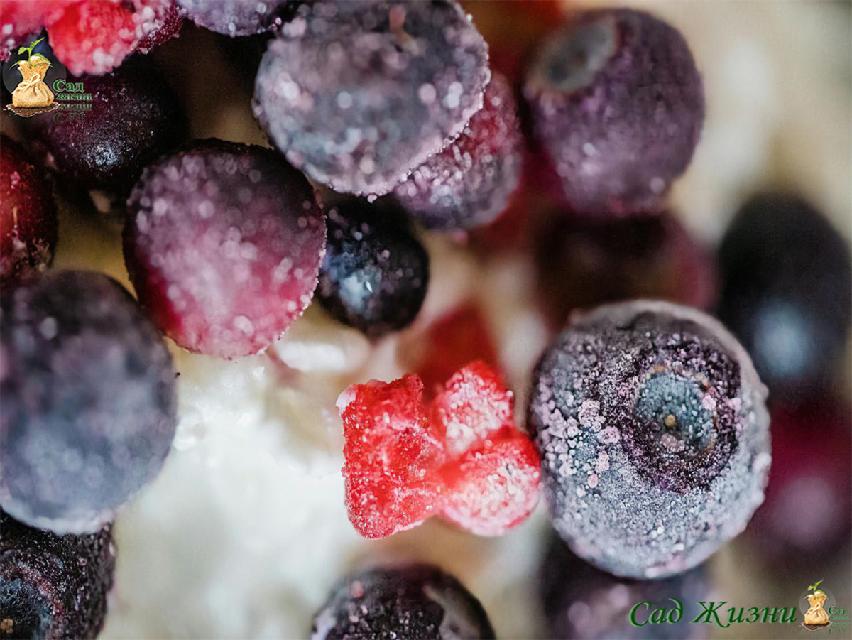 Даже через 9 месяцев ягоды сохраняют часть витаминов и почти всю клетчатку