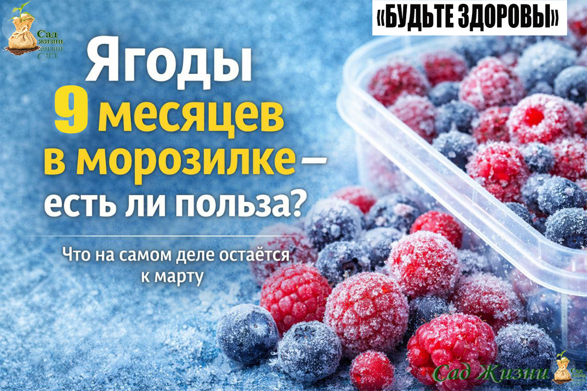 9 месяцев в морозилке — ягоды ещё полезны или уже просто десерт?