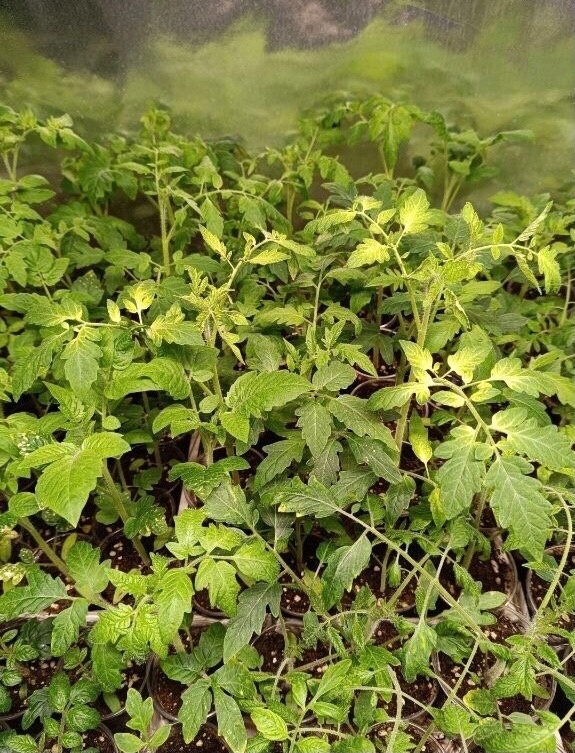 Рассада с пожелтевшими макушками. Фото Натальи