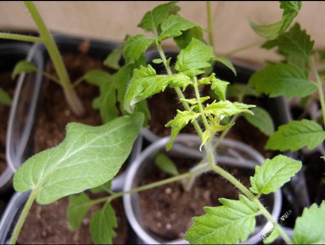Макушки у рассады быстро желтели после пикировки. Фото Натальи