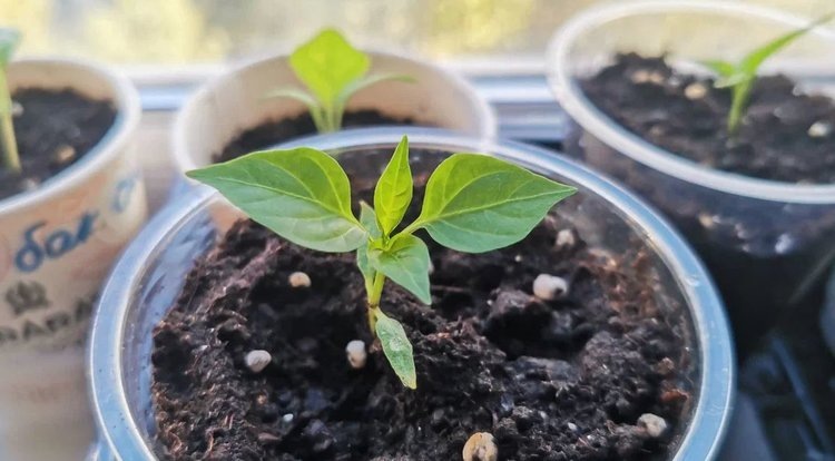    Фото: Лукьянов Дмитрий, AgroXXI.ru