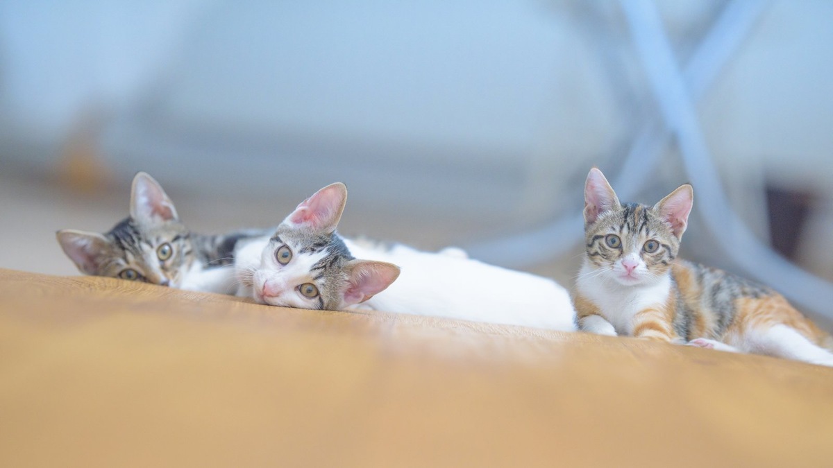    Бездомные кошки часто находят приют в технических помещениях