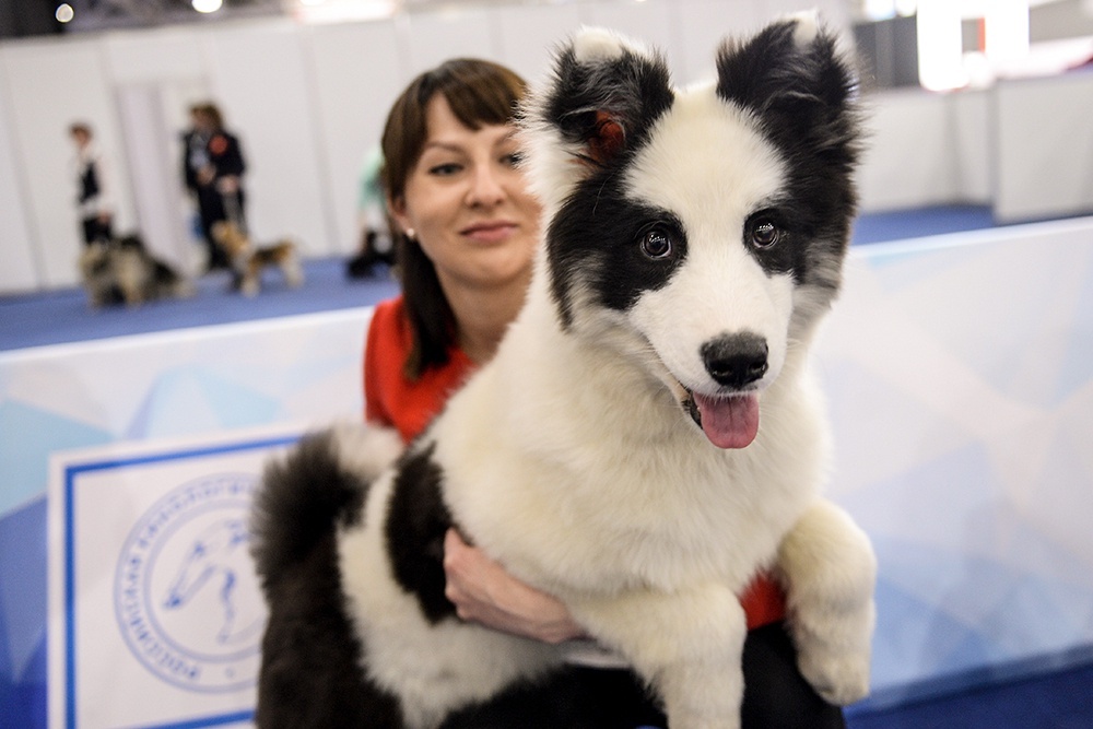    Якутская лайка / Евгения Новоженина/РИА Новости