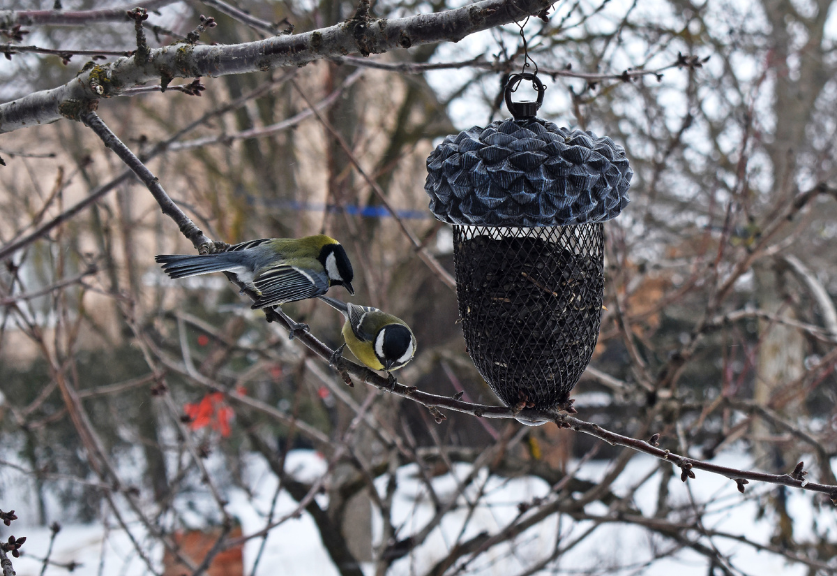 Драка,решают, кто первый будет есть из комушки