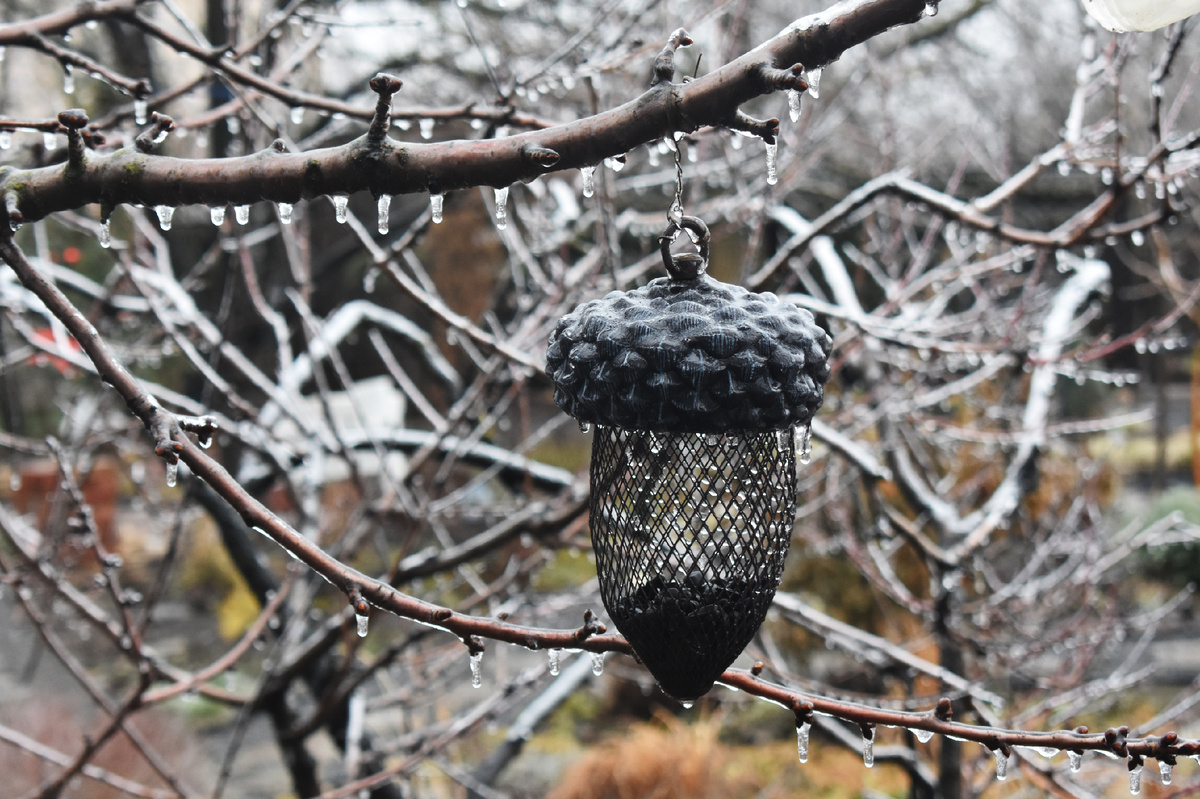 Кормушка во время обледенения