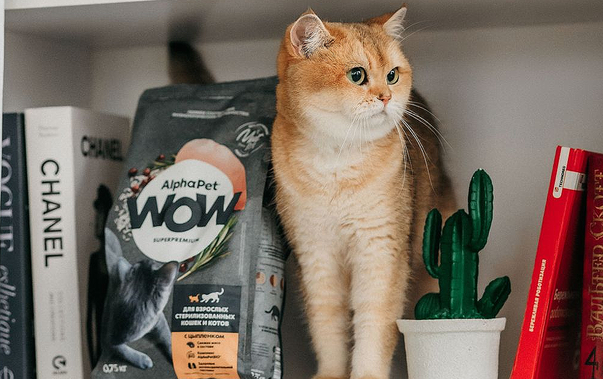 Как не превратить кота в грустного кабанчика: Кормим правильно! / Изображение: AlphaPet