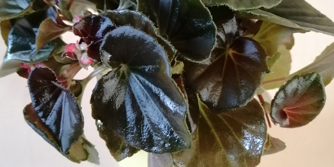 Снег до крыши. Я делаю черенки бегонии. Кормлю гиппеаструм.