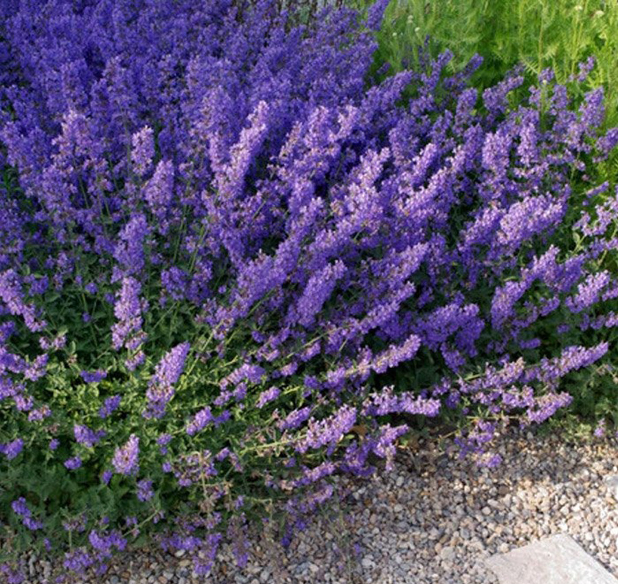 Котовник фото