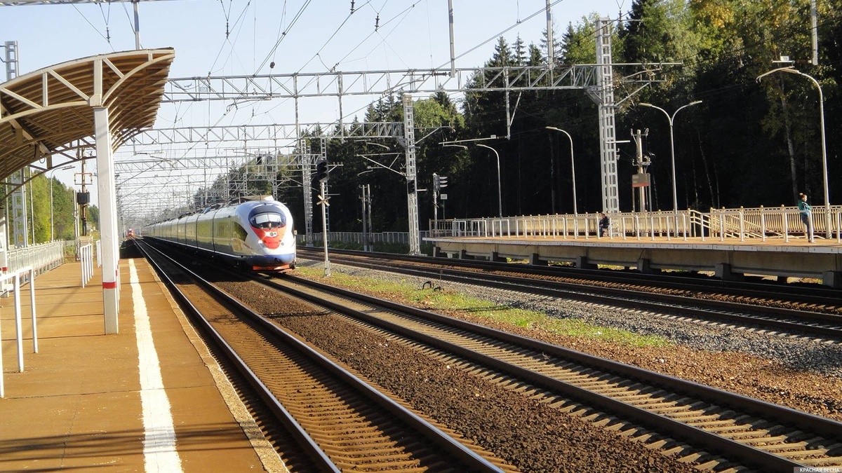     Октябрьская железная дорога. Сапсан.   
Татьяна Новожилова (с) ИА Красная весна