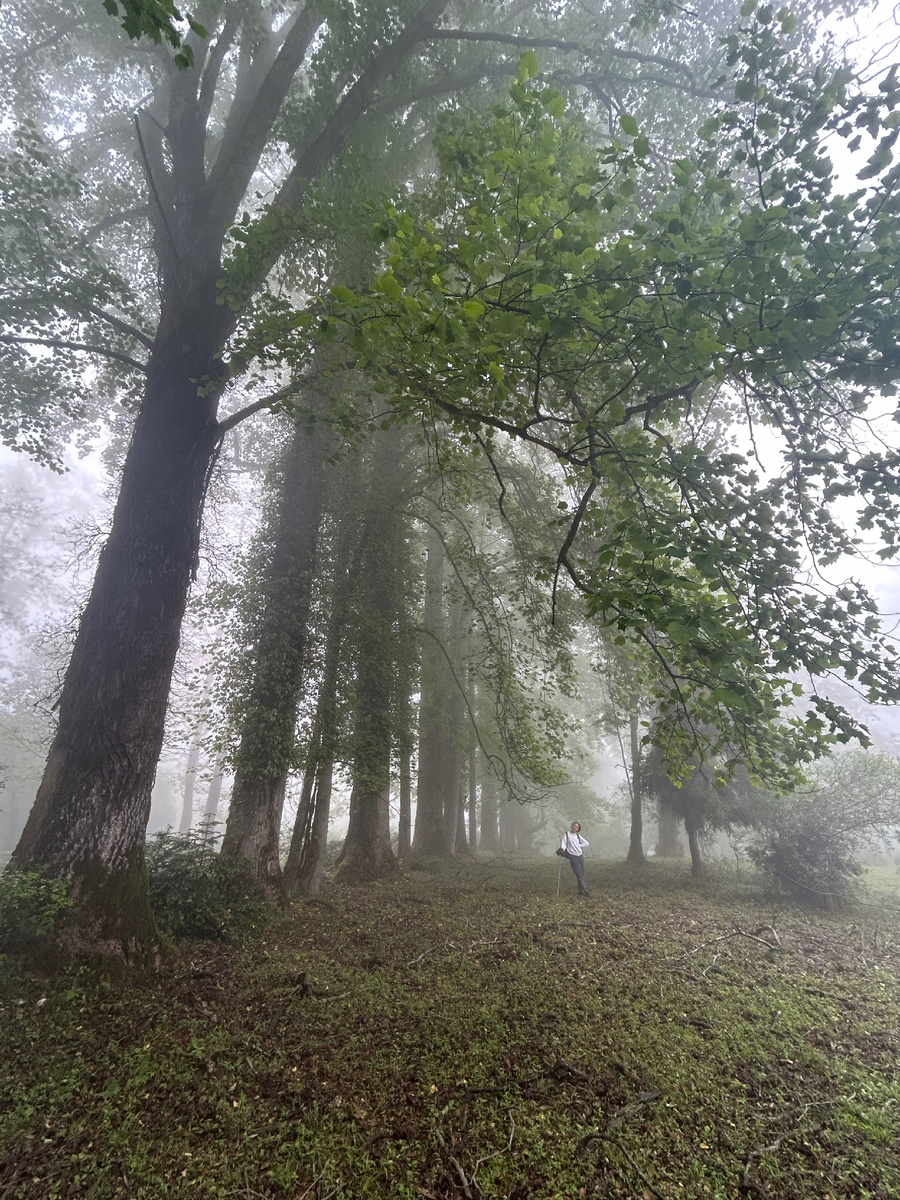 Деревья до сих пор большие