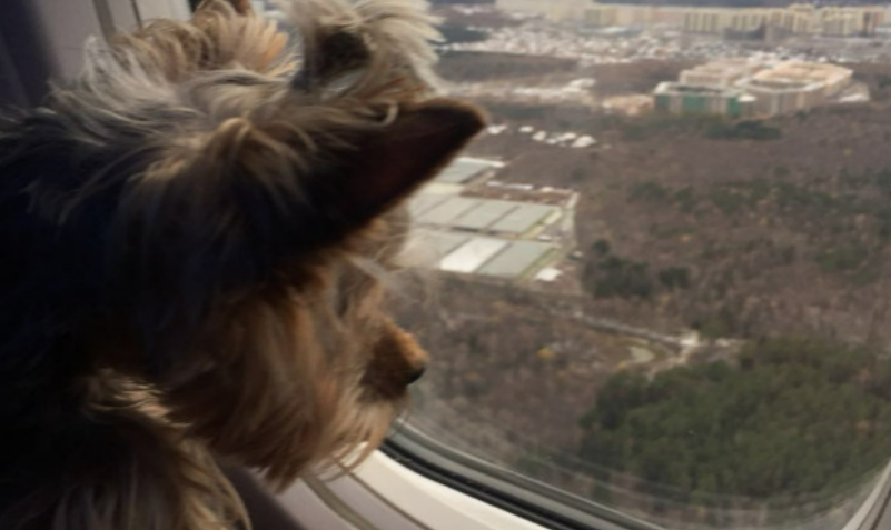    Йоркширский терьер Фрэнки — верный спутник певицы