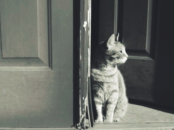 Кошка лежит на пороге, что это значит. Разгадываем кошачьи намёки