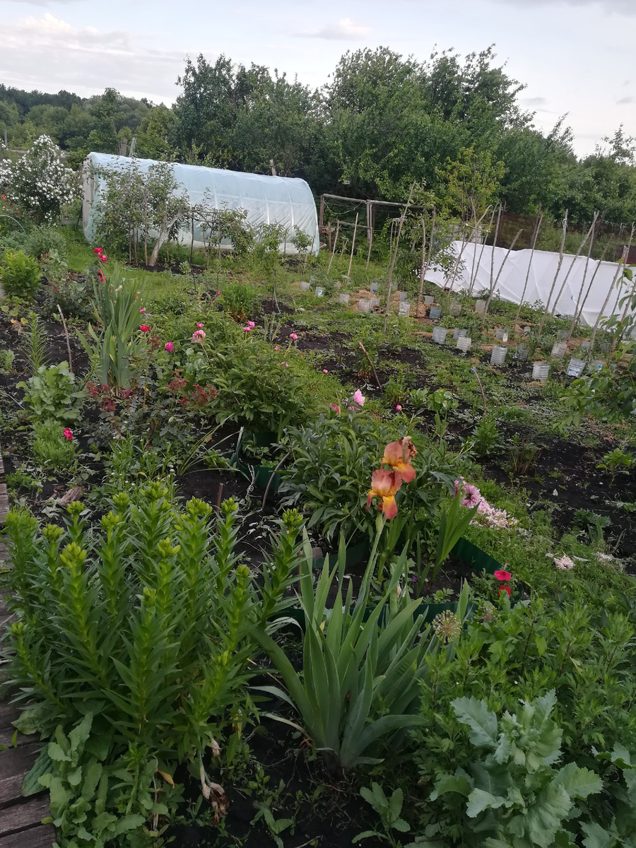 жуткие палки для помидоров. Сейчас у меня уже приличные опоры ))