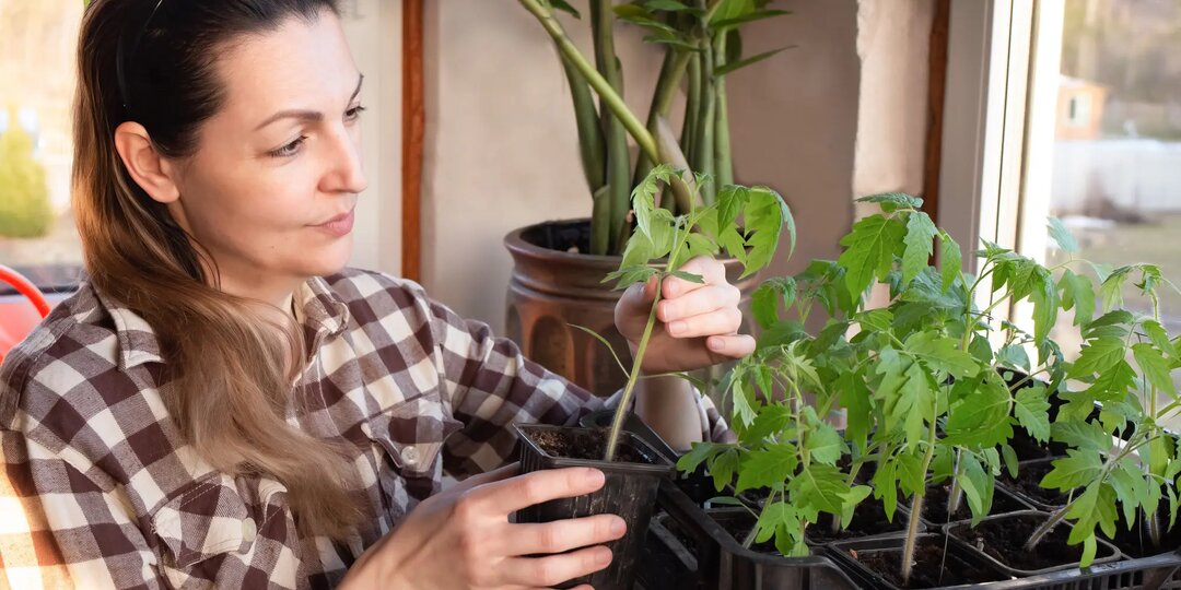 🌱 Хрупкая рассада? Вот что поможет ей окрепнуть — 3 простых шага