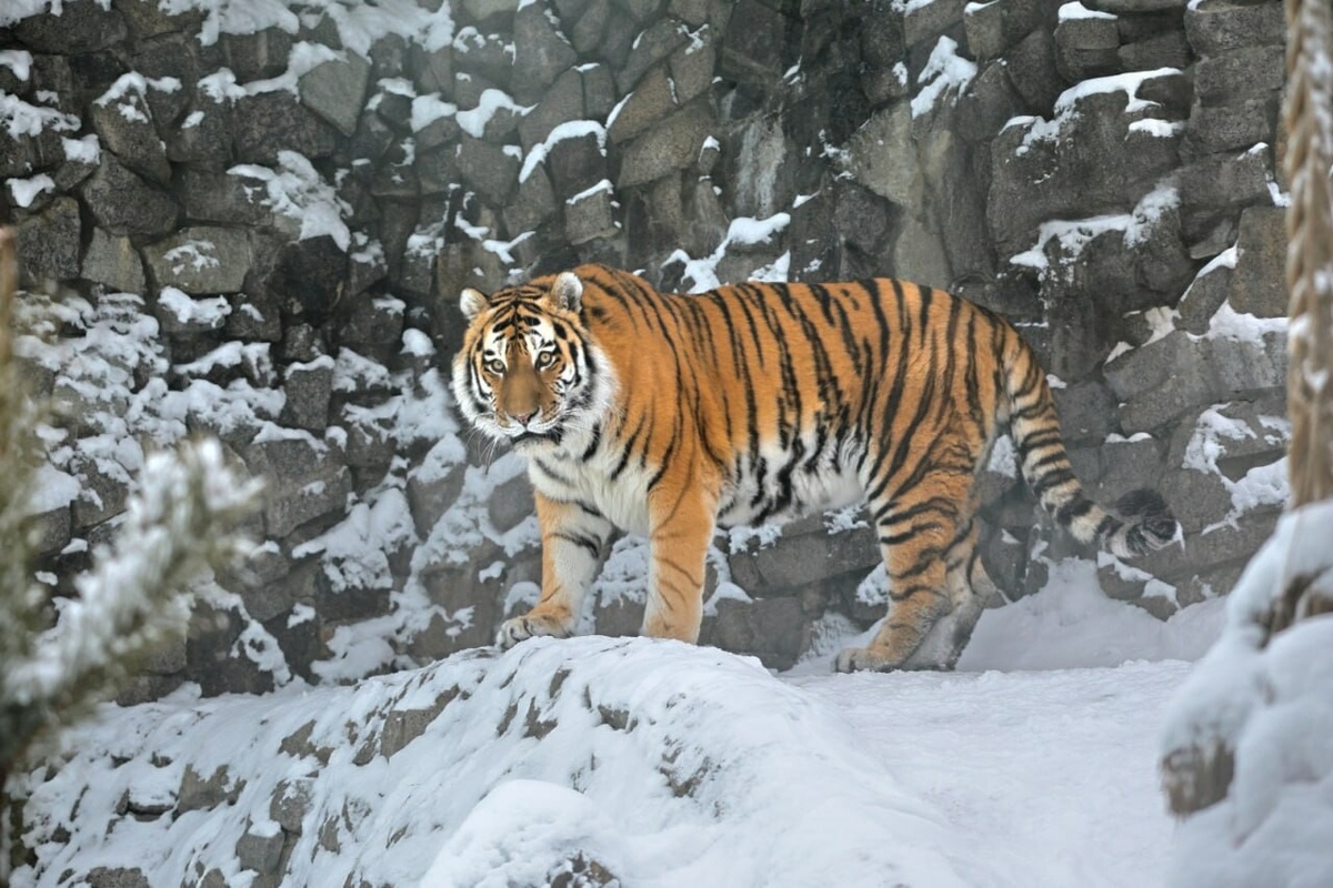 Фото: Ленинградский зоопарк