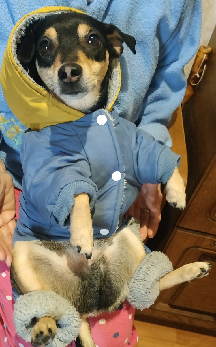 Мерзлявый Эльфуся: - Ну, спасибо, нарядили как в Антарктиду, право слово)