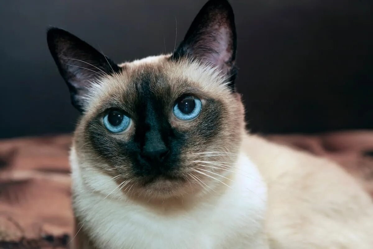 Фото с сайта: https://storage.googleapis.com/dyfijafnnqgkte/can-a-siamese-cat-have-green-eyes.html