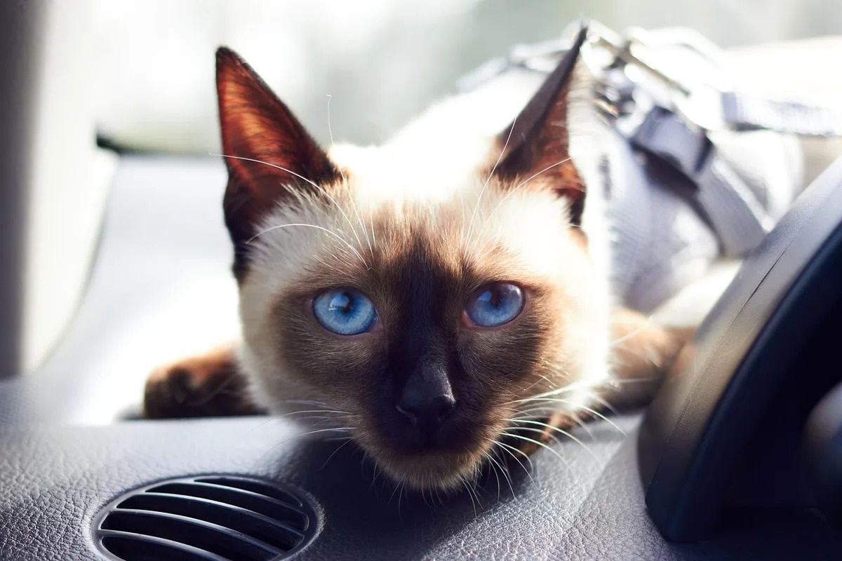 Фото с сайта: https://www.yahoo.com/lifestyle/siamese-cat-patiently-waiting-pup-214500898.html