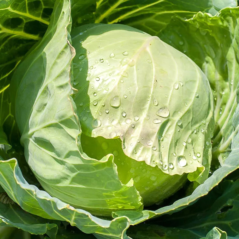 Капуста Золотой гектар: время проверенных традиций