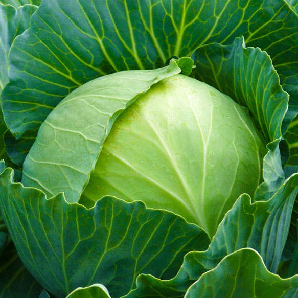 Капуста Трансфер F1: суперскороспелость и европейское качество