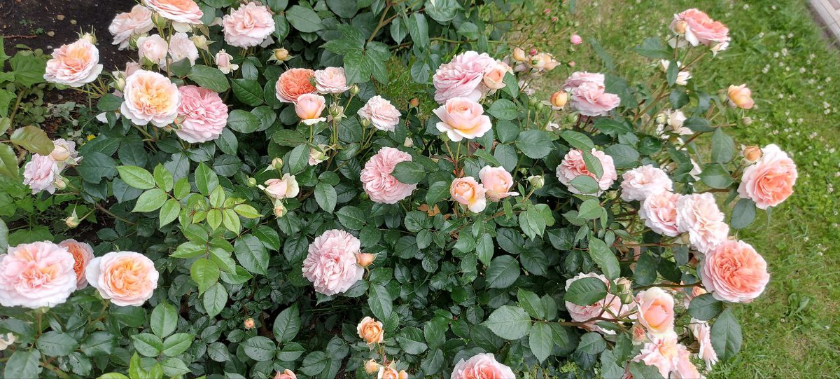 Роза Чиппендейл.