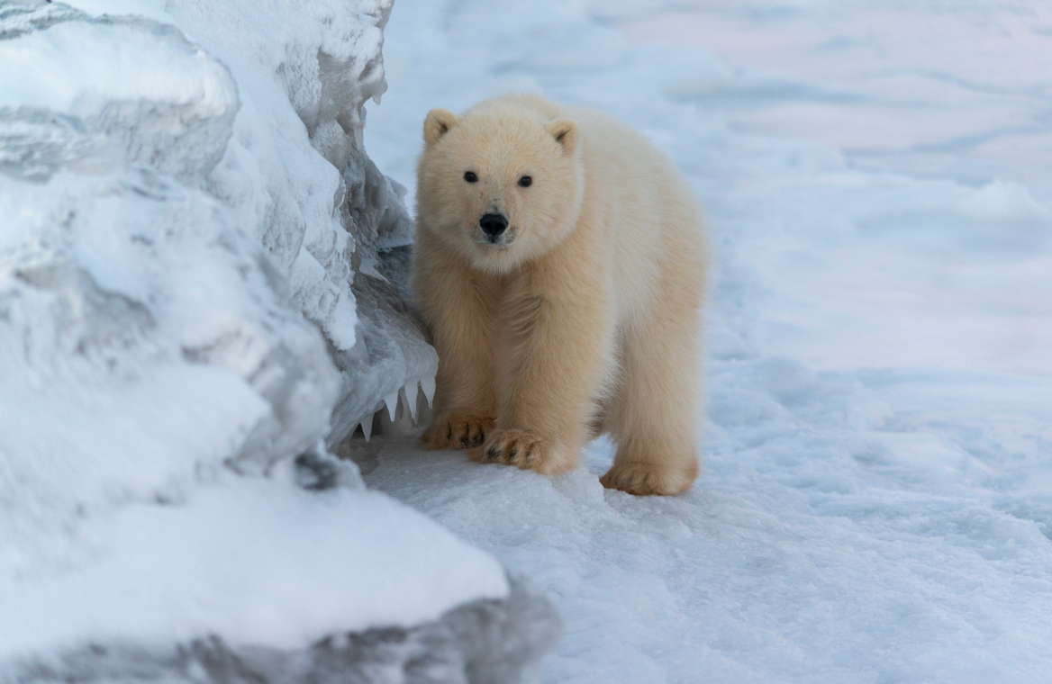 © Максим Деминов
