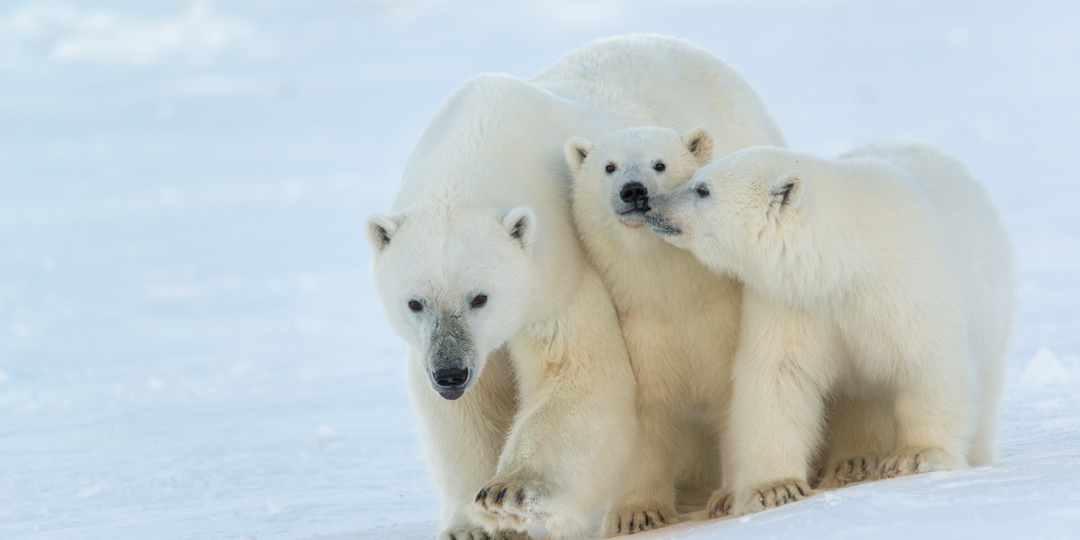 Хозяин Арктики: что угрожает белому медведю и как ему помогают?
