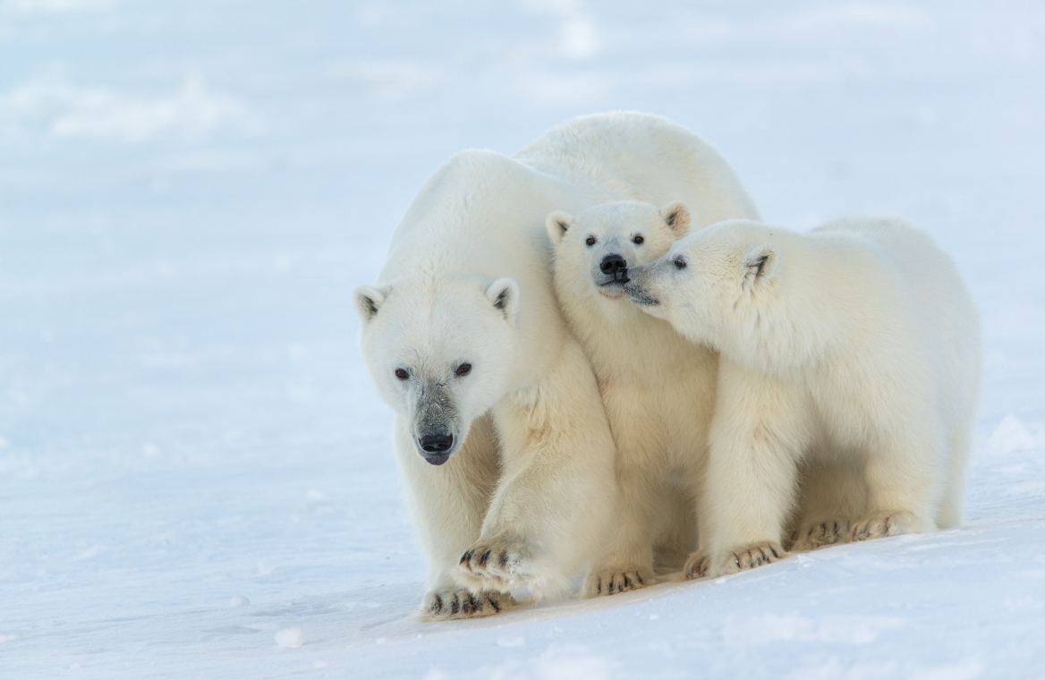 © Максим Деминов