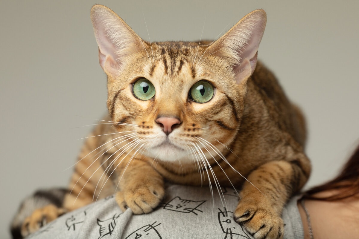 Фото с сайта: https://dzen.ru/a/YrLV-a_AISu-7pqJ