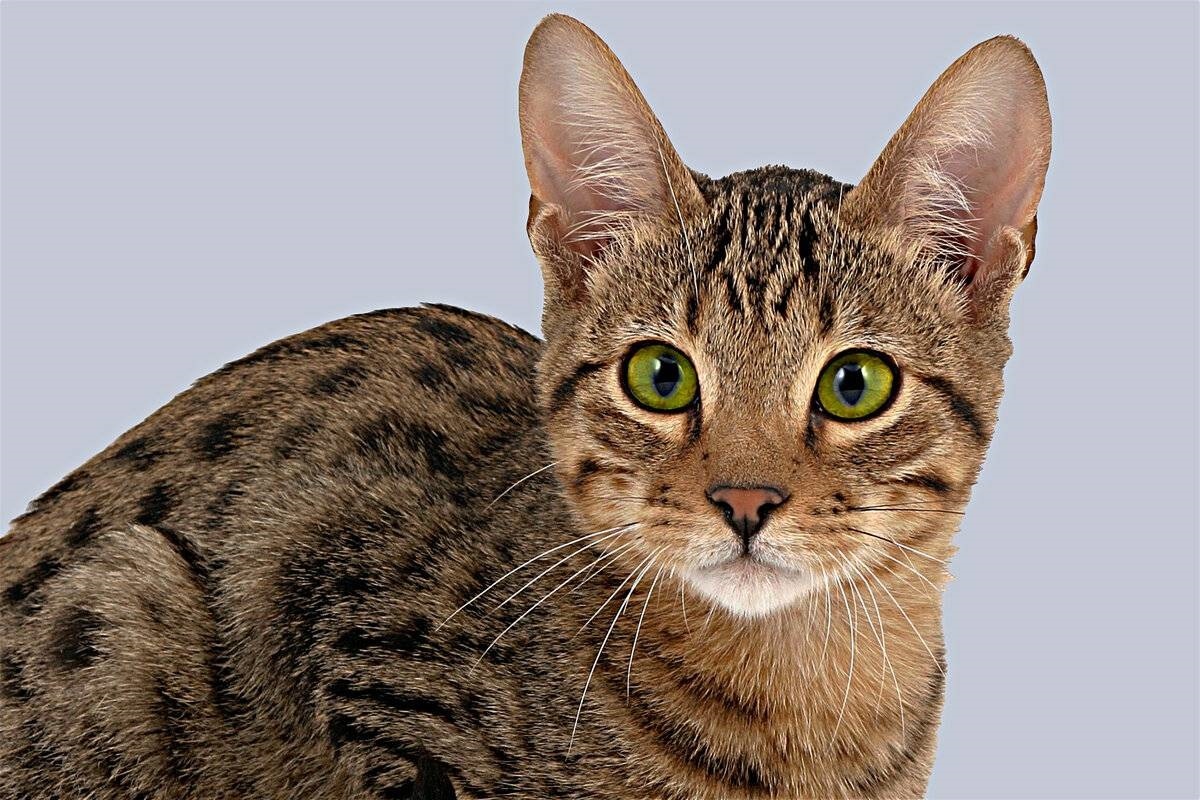 Фото с сайта: https://barbos.club/7-porod-kosek-kotorye-otlicautsa-svoej-boltlivostu/